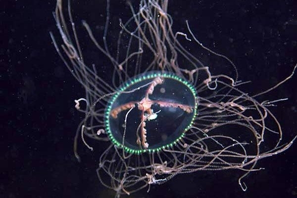 медуза-крестовик