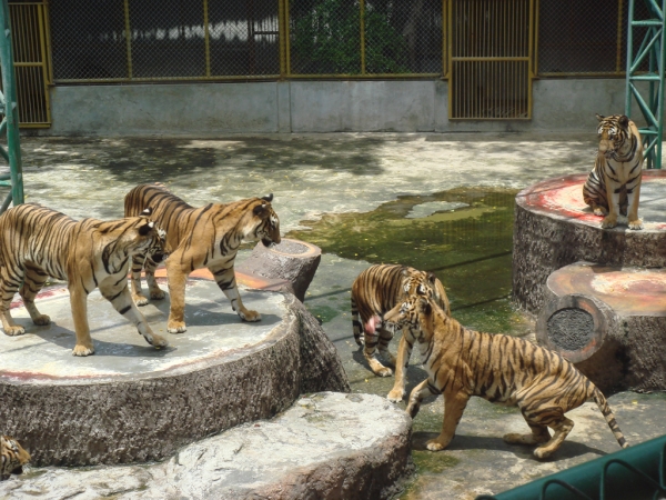 Тигровый цирк-зоопарк