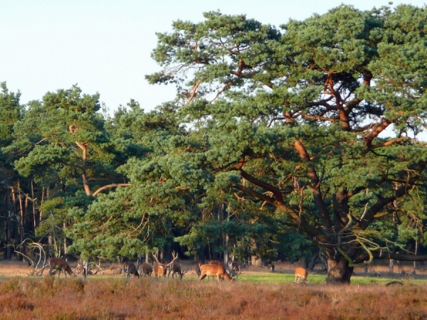  Национальный парк Де-Хоге-Велюве.