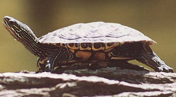 каспийская черепаха